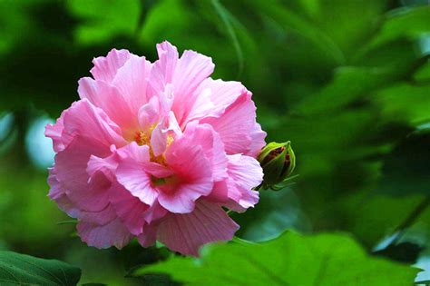 芙蓉菊花語|芙蓉菊花語含義